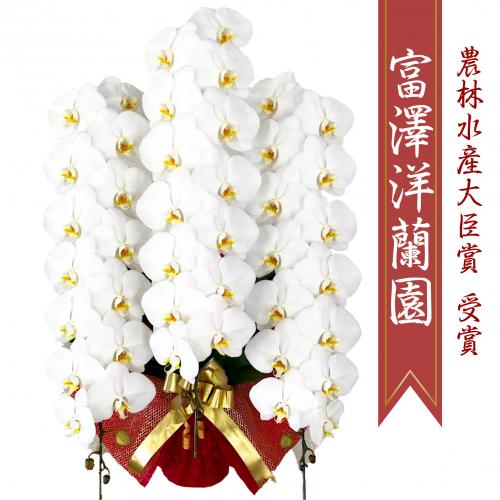 就任祝いに富澤洋蘭園の胡蝶蘭は最高級です 胡蝶蘭通販ベストフラワー
