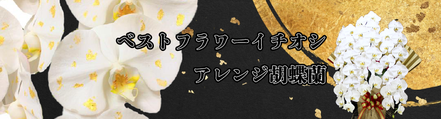 特別な胡蝶蘭ギフト イチオシ