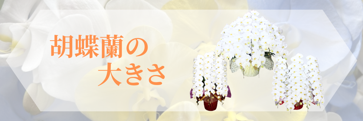 胡蝶蘭の大きさ title=