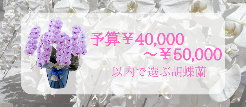 胡蝶蘭40,000円~