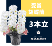 受賞胡蝶蘭 3本立