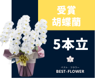 受賞胡蝶蘭 5本立