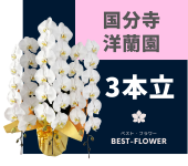 国分寺洋蘭園の胡蝶蘭 3本立