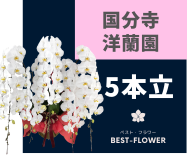国分寺洋蘭園の胡蝶蘭 5本立