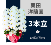 栗田洋蘭園の胡蝶蘭 3本立