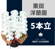 栗田洋蘭園の胡蝶蘭 5本立