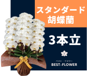 スタンダード胡蝶蘭 3本立