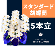 スタンダード胡蝶蘭 5本立