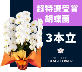 超特選受賞胡蝶蘭 3本立