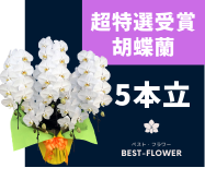 超特選受賞胡蝶蘭 5本立