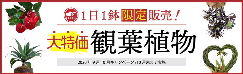 2020年9月10月キャンペーン 観葉植物大特価限定販売