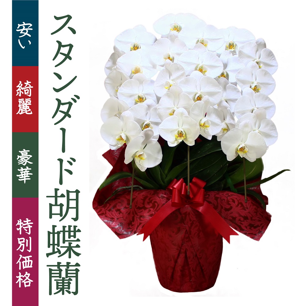 胡蝶蘭を値段で選ぶ 胡蝶蘭通販ベストフラワー