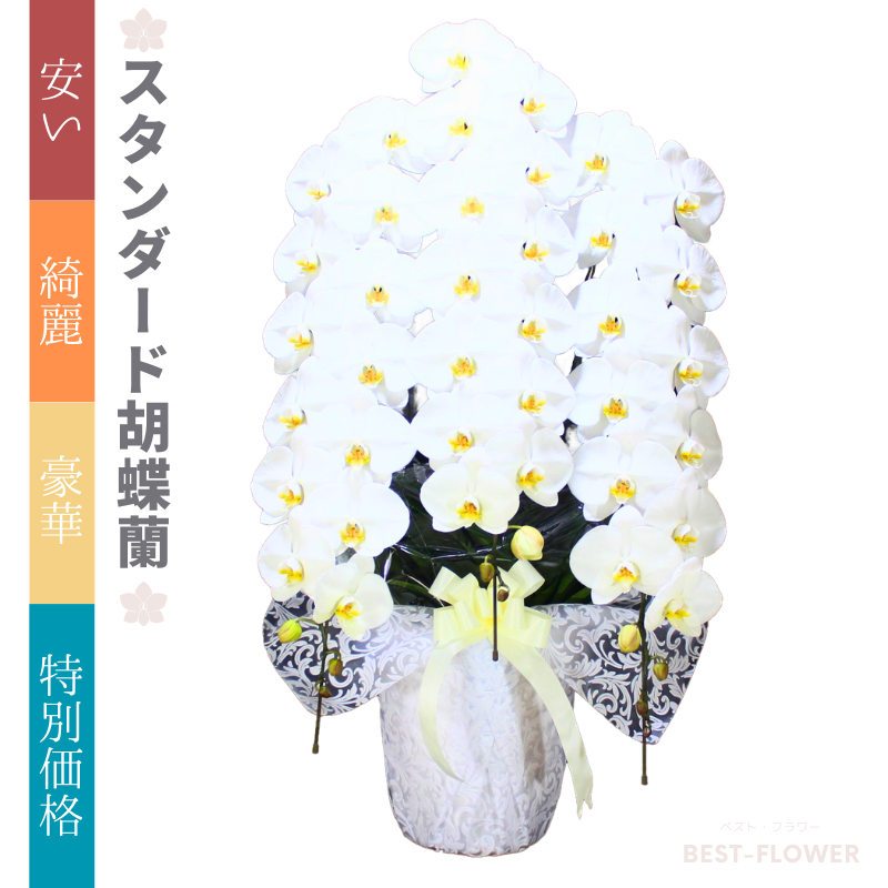 スタンダード胡蝶蘭 白大輪 3本立39輪以上