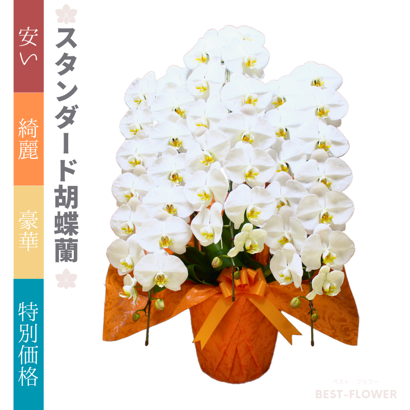 スタンダード胡蝶蘭 白大輪 3本立45輪以上