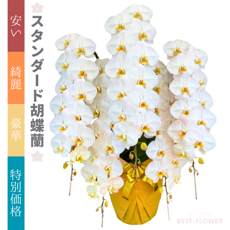 スタンダード胡蝶蘭 白大輪 5本立70輪以上