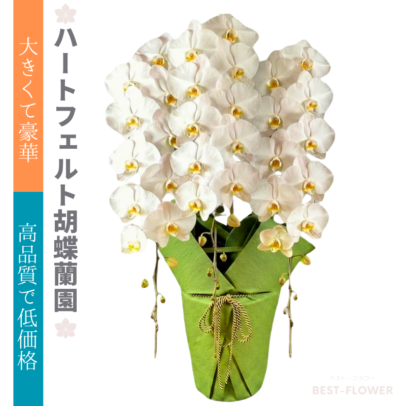 ハートフェルト胡蝶蘭園 白大輪 3本立42輪以上