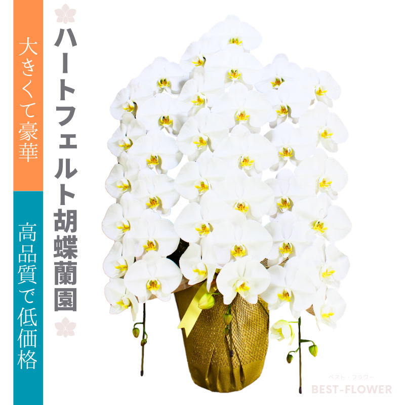 ハートフェルト胡蝶蘭園 白大輪 3本立45輪以上