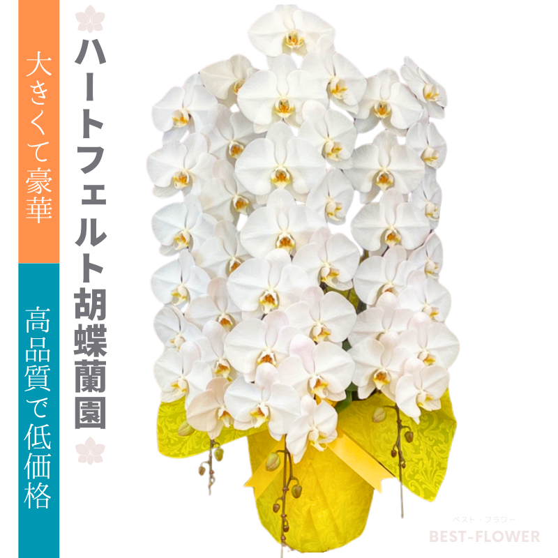 ハートフェルト胡蝶蘭園 白大輪 3本立51輪以上