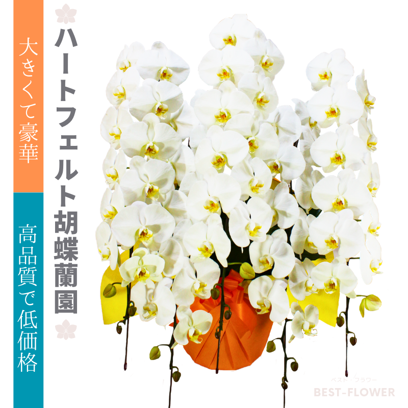 ハートフェルト胡蝶蘭園 白大輪 5本立50輪以上