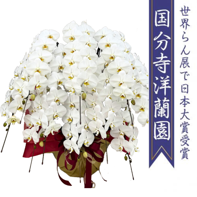 国分寺洋蘭園 胡蝶蘭10本立100輪～120輪※納期要相談