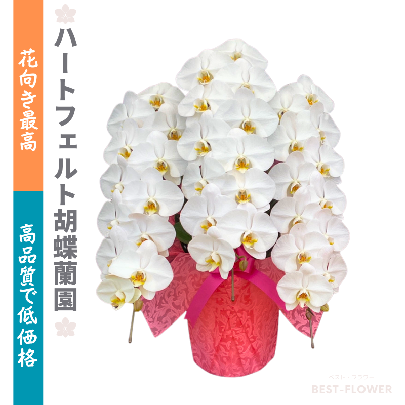 ハートフェルト胡蝶蘭園 白大輪 3本立39輪以上 設立祝いに最適