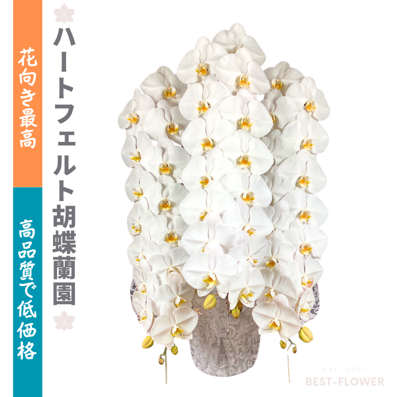 ハートフェルト胡蝶蘭園 白大輪 3本立42輪以上