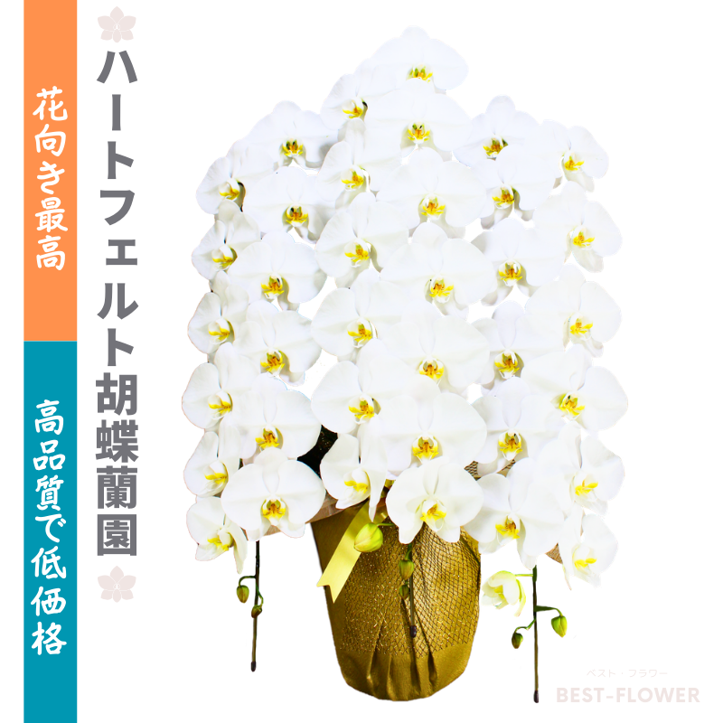 ハートフェルト胡蝶蘭園 白大輪 3本立45輪以上