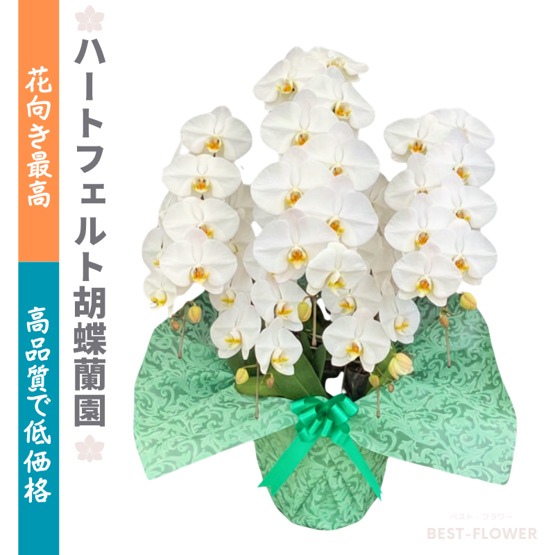 ハートフェルト胡蝶蘭園 白大輪 5本立50輪以上