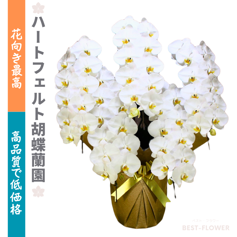 ハートフェルト胡蝶蘭園 白大輪 5本立55輪以上