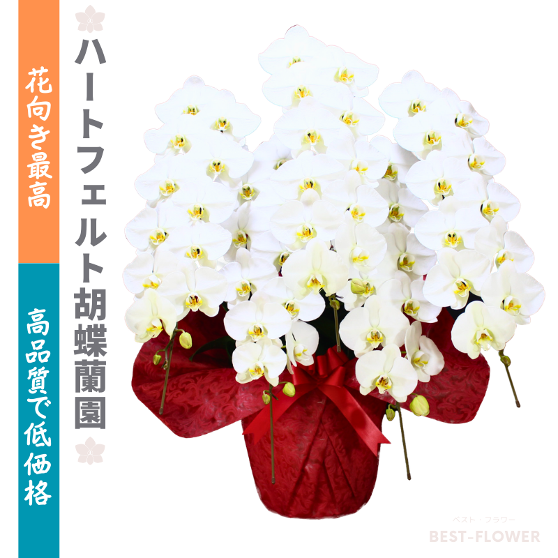 ハートフェルト胡蝶蘭園 白大輪 5本立60輪以上