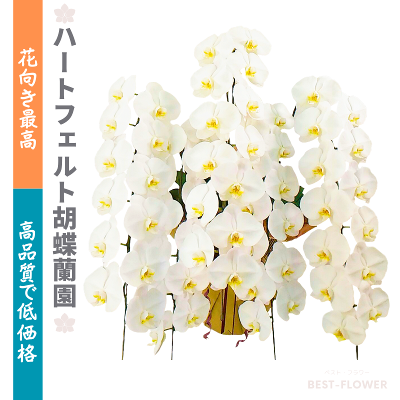 ハートフェルト胡蝶蘭園 白大輪 5本立65輪以上