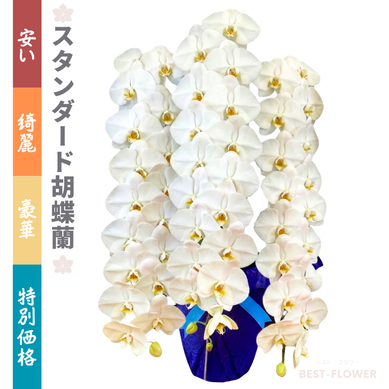 スタンダード胡蝶蘭 白大輪 3本立54輪以上