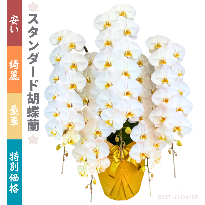 スタンダード胡蝶蘭 白大輪 5本立70輪以上