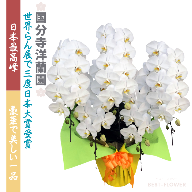 国分寺洋蘭園 胡蝶蘭5本立65輪以上(3色展開)