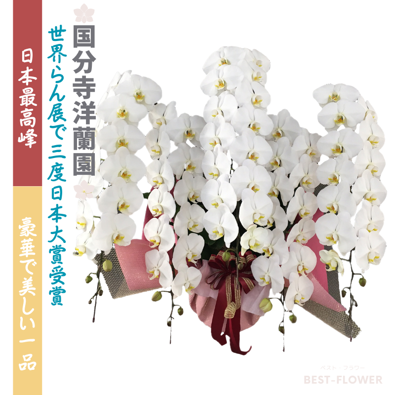 国分寺洋蘭園 胡蝶蘭5本立75輪以上(3色展開)