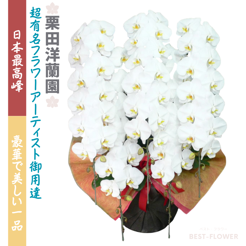 栗田洋蘭園 胡蝶蘭5本立75輪以上(3色展開)