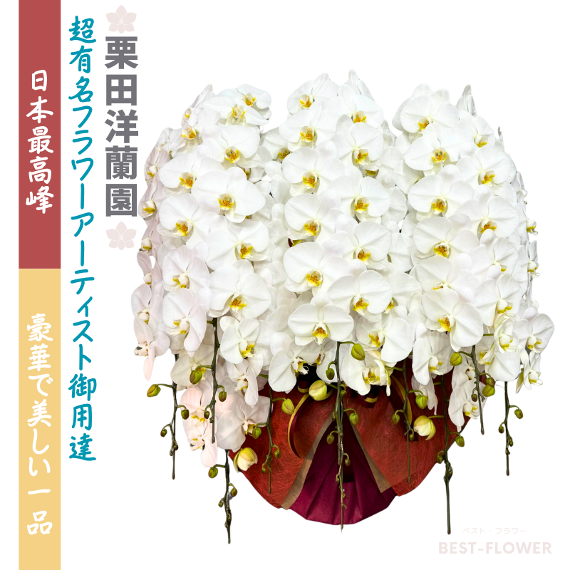 栗田洋蘭園 胡蝶蘭10本立160輪以上(3色展開)※納期要相談