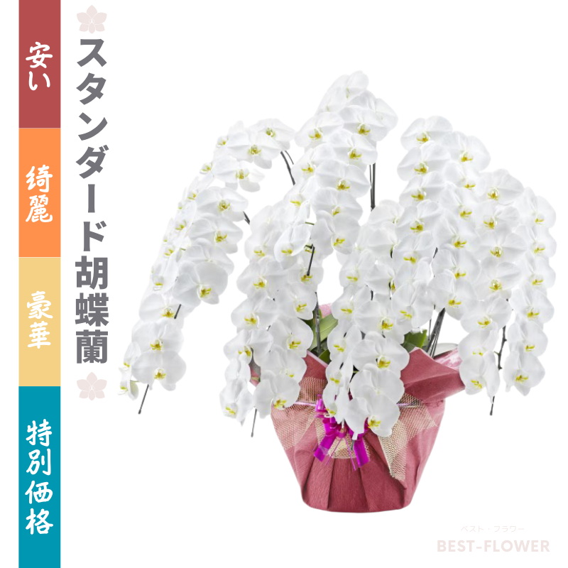 スタンダード胡蝶蘭　白大輪　7本立91輪以上