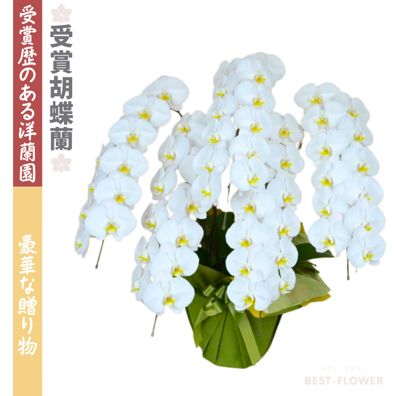 受賞胡蝶蘭 白大輪 5本立 60輪以上