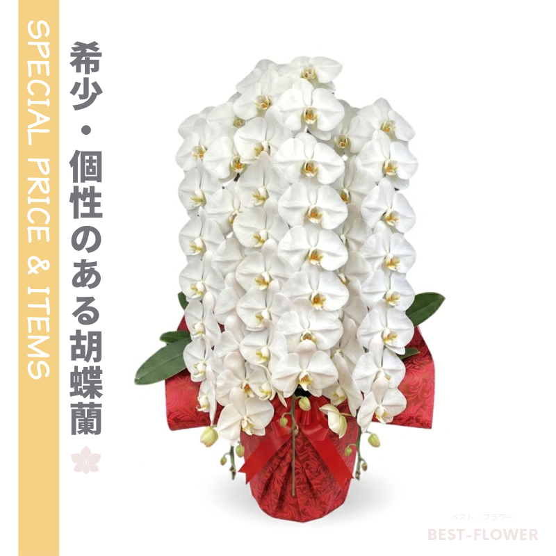 【数量限定】DX　胡蝶蘭 白大輪 3本立60輪以上