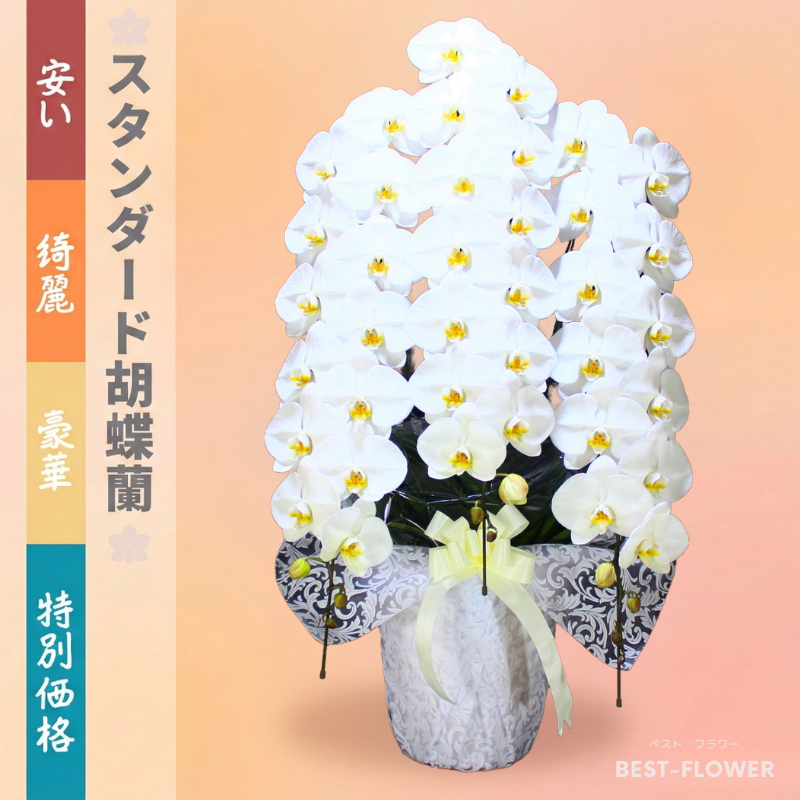 スタンダード胡蝶蘭 白大輪 3本立39輪以上