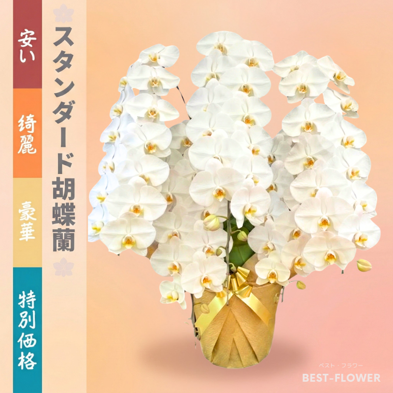 スタンダード胡蝶蘭 白大輪 5本立75輪以上