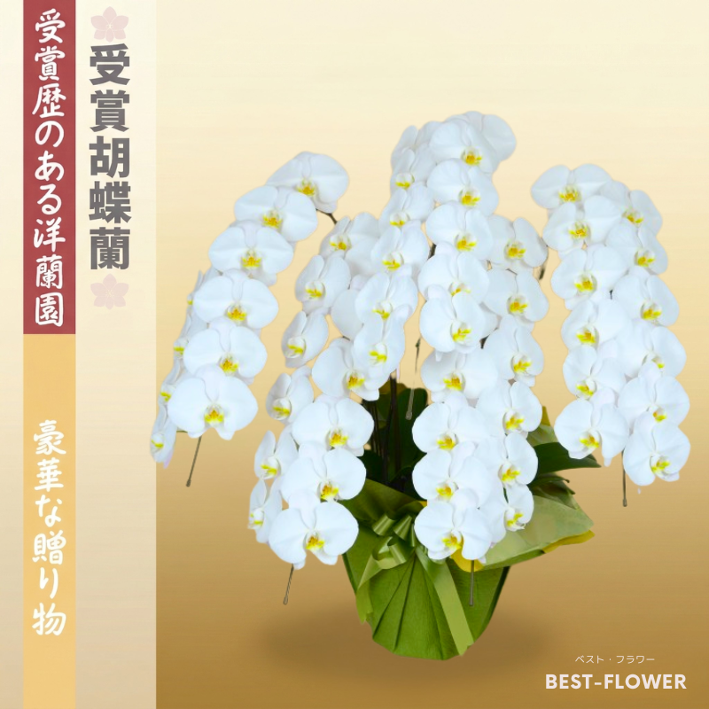受賞胡蝶蘭 白大輪 5本立 60輪以上