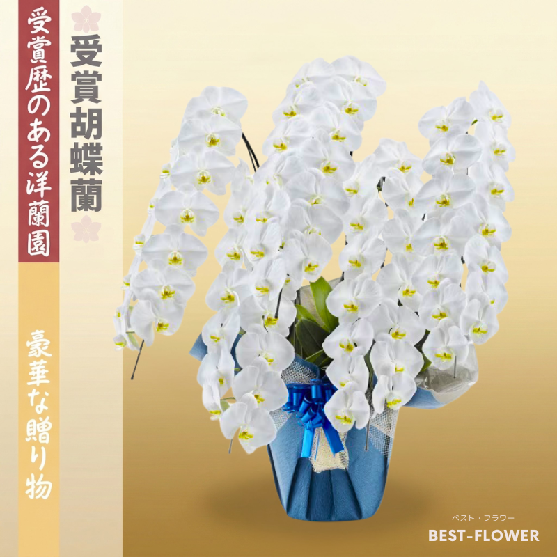 受賞胡蝶蘭 白大輪 5本立 70輪以上