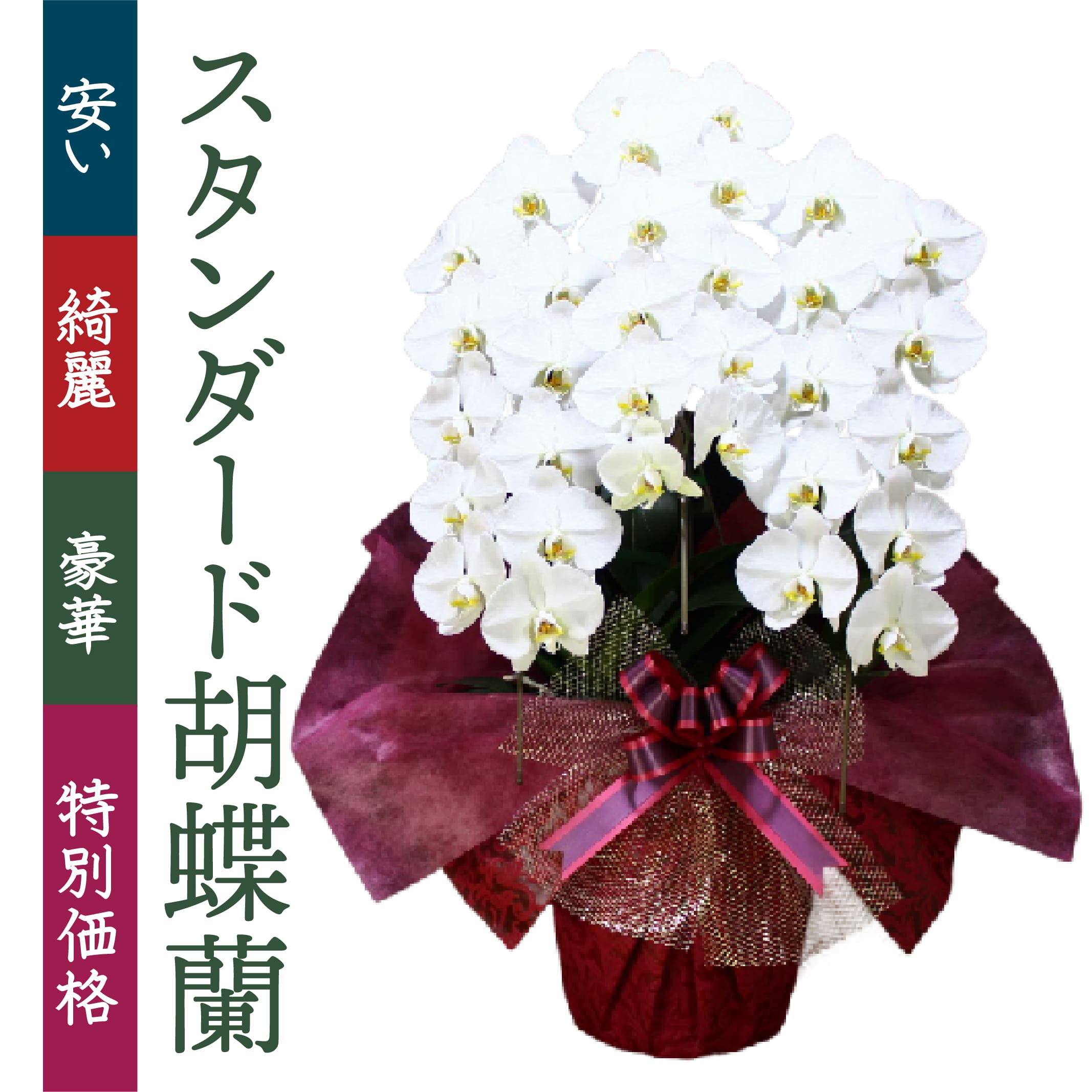 沖縄県内送料無料の胡蝶蘭・激安の白大輪3本立33輪です。｜送料無料