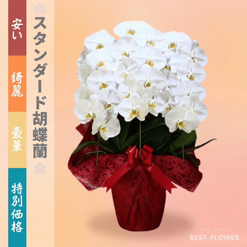 スタンダード胡蝶蘭 白大輪 3本立27輪以上（紙札対象商品）