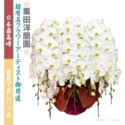 ※3/22～4/5お届け受付停止※栗田洋蘭園 胡蝶蘭10本立160輪以上(3色展開)※納期要相談