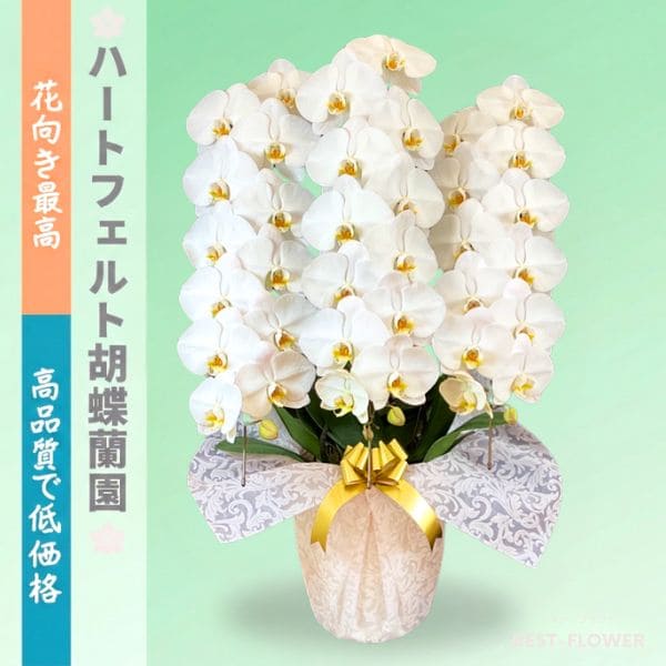 ハートフェルト胡蝶蘭園 白大輪 3本立36輪以上