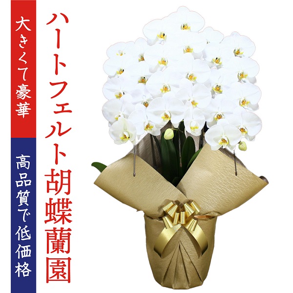 胡蝶蘭画像