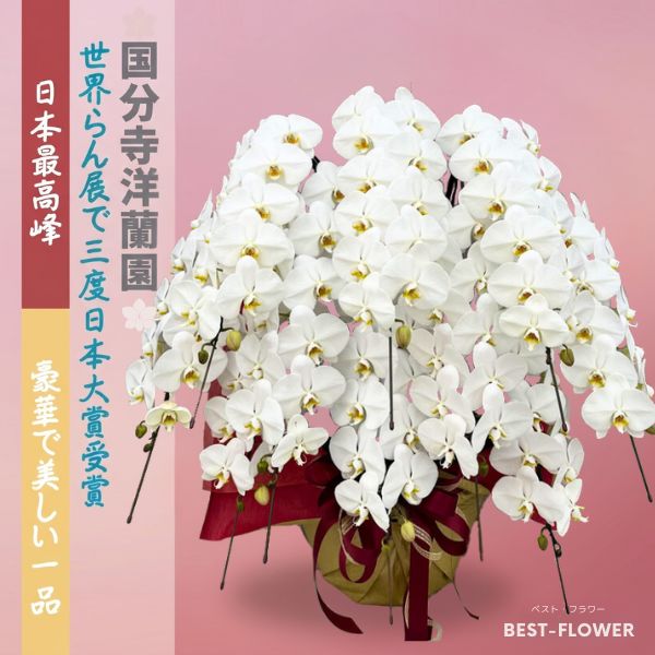 国分寺洋蘭園 胡蝶蘭10本立100輪～120輪※納期要相談